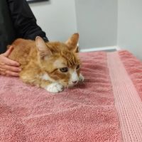 Health & Wellness Animal Hospital ico
