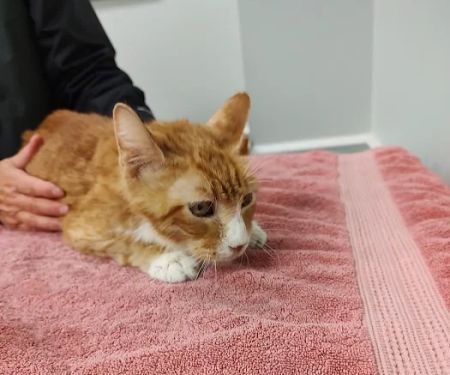 Health & Wellness Animal Hospital