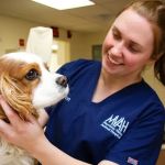 Merrimac Valley Animal Hospital