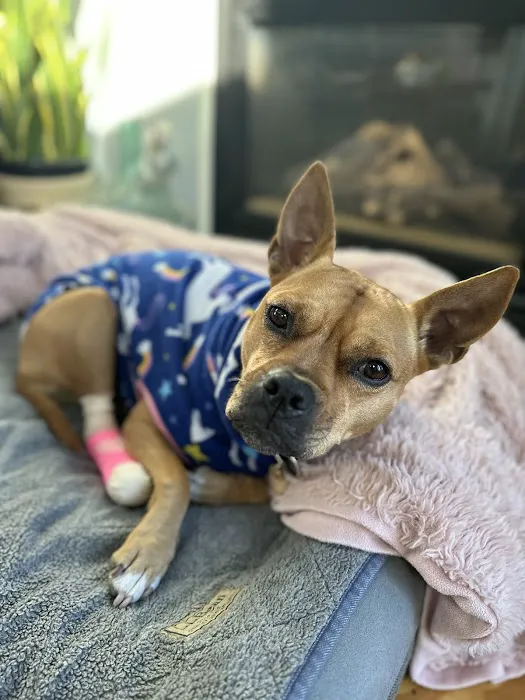 Merrimac Valley Animal Hospital Picture 4