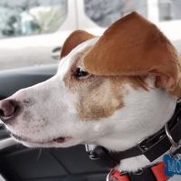 Riverside Veterinary Clinic ico