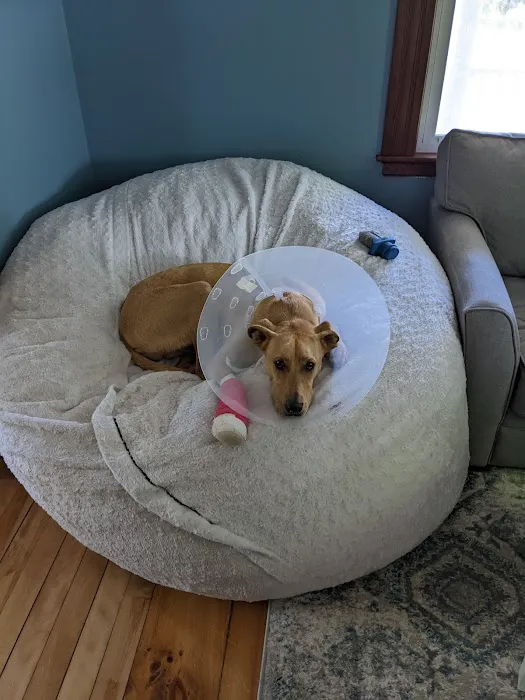Amesbury Animal Hospital Picture 1