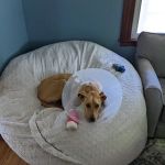 Amesbury Animal Hospital
