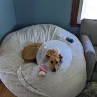 Amesbury Animal Hospital ico