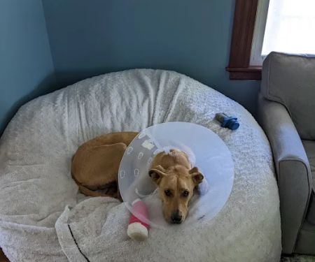Amesbury Animal Hospital