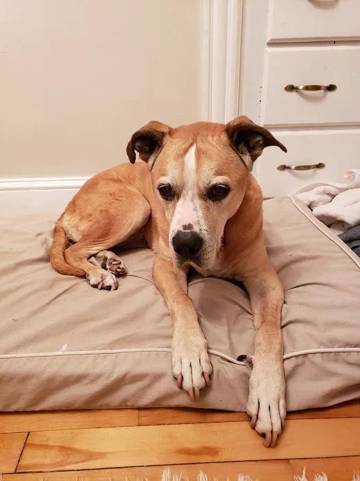 Holistic Healing For Animals Picture 1