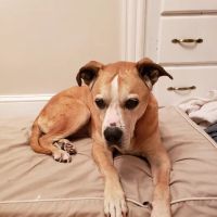 Holistic Healing For Animals ico