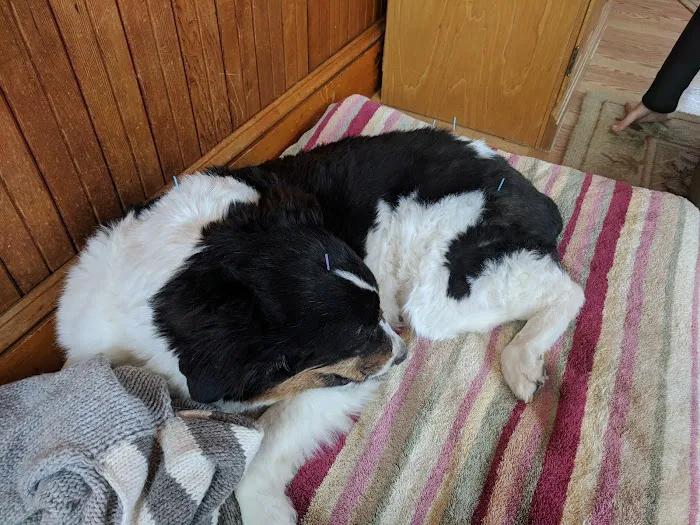 Holistic Healing For Animals Picture 2