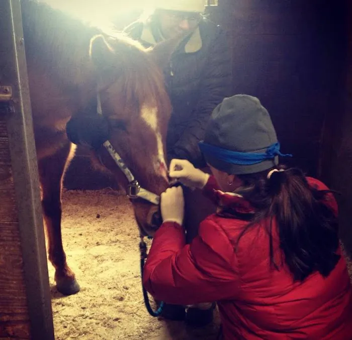 Back Cove Equine Veterinary Care Picture 2