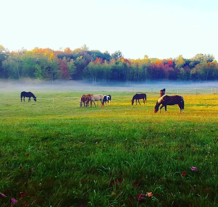 Back Cove Equine Veterinary Care Picture 1