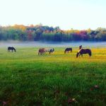 Back Cove Equine Veterinary Care