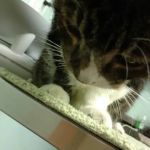 Brackett West Veterinary Clinic