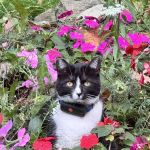Cats On Call Hospital Inc