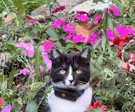 Cats On Call Hospital Inc