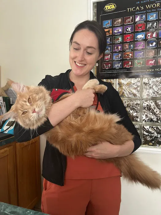 Cats On Call Hospital Inc Picture 4