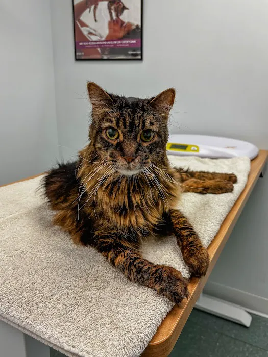 Cats On Call Hospital Inc Picture 6