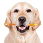 Scarborough Animal Hospital