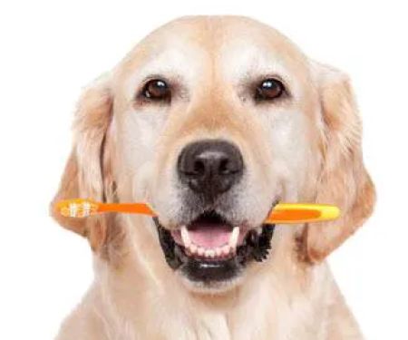 Scarborough Animal Hospital