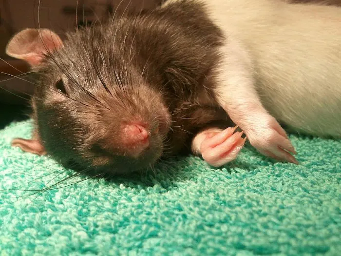 Scarborough Animal Hospital Picture 8
