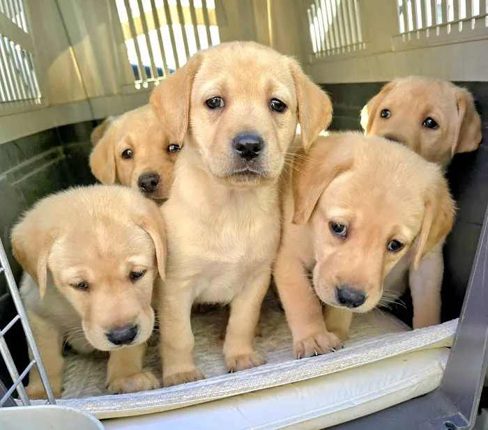 South Portland Veterinary Hospital Picture 3