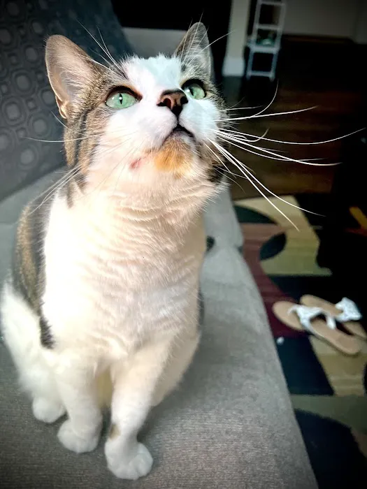 The Cat Doctor Picture 4