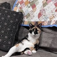 The Cat Doctor ico
