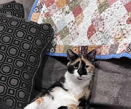 The Cat Doctor