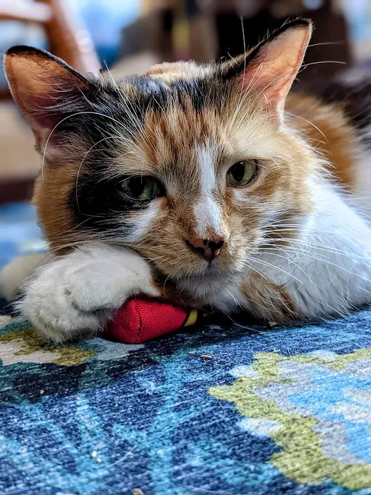The Cat Doctor Picture 7