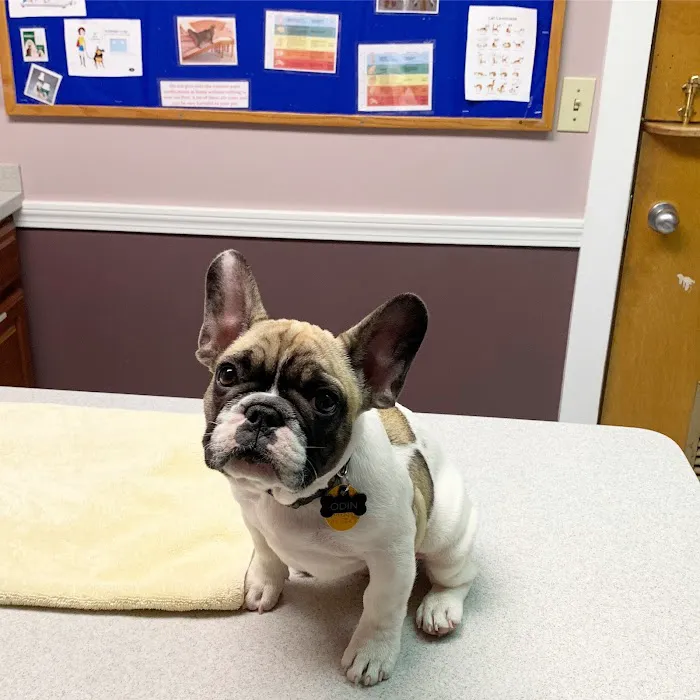 Brackett Street Veterinary Clinic Picture 1