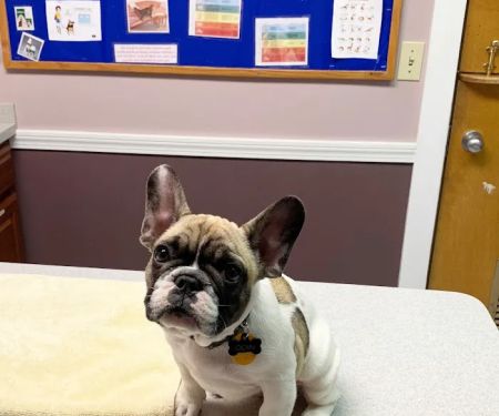 Brackett Street Veterinary Clinic