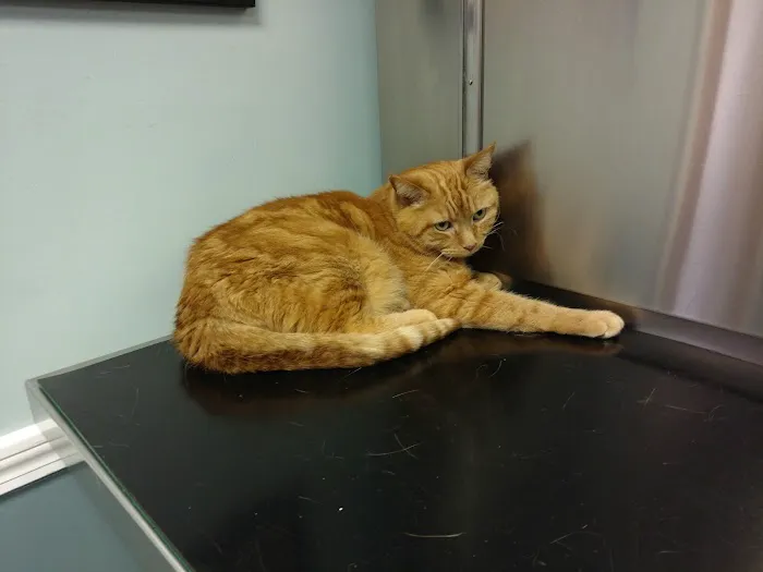 Brackett Street Veterinary Clinic Picture 7