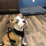Back Cove Animal Hospital