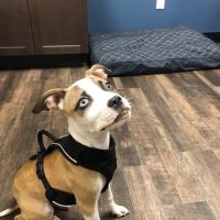Back Cove Animal Hospital ico