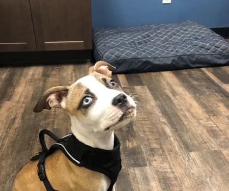 Back Cove Animal Hospital