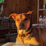 Work PetMedic Urgent Care Vet Clinic - Freeport