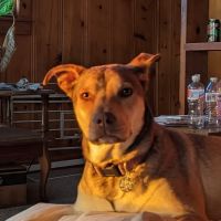 Work PetMedic Urgent Care Vet Clinic - Freeport ico