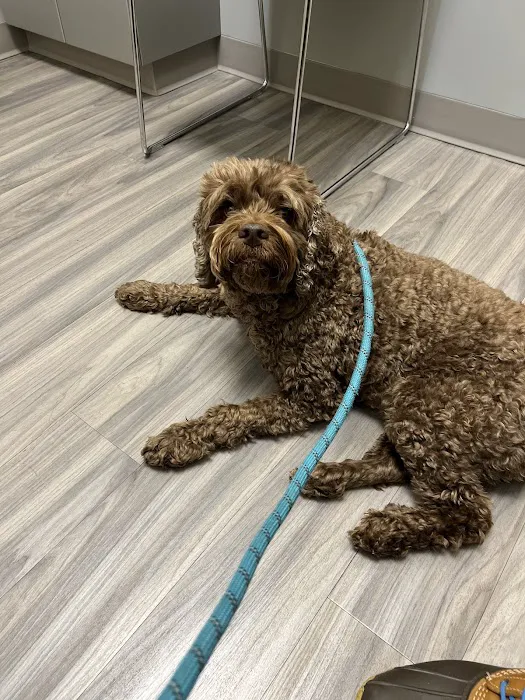 Portland PetMedic Urgent Care Vet Clinic Picture 2