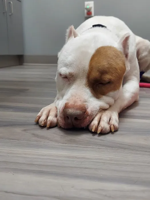 Portland PetMedic Urgent Care Vet Clinic Picture 6