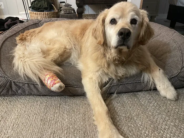 Portland PetMedic Urgent Care Vet Clinic Picture 4