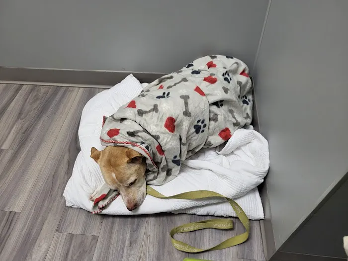 Portland PetMedic Urgent Care Vet Clinic Picture 7