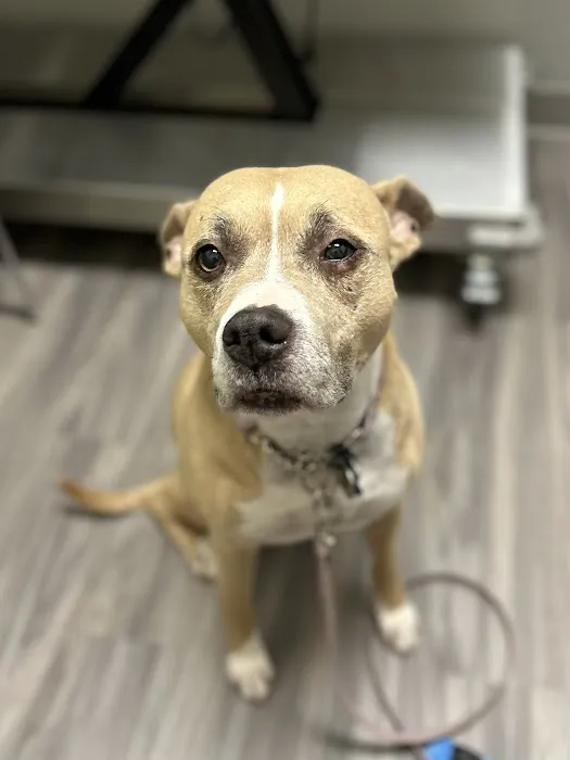 Portland PetMedic Urgent Care Vet Clinic Picture 9