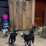 Annabessacook Veterinary Clinic