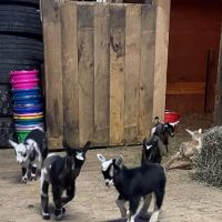 Annabessacook Veterinary Clinic ico