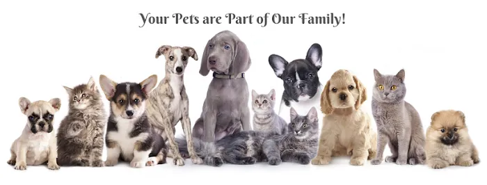 Cambridge Veterinary Care Picture 6