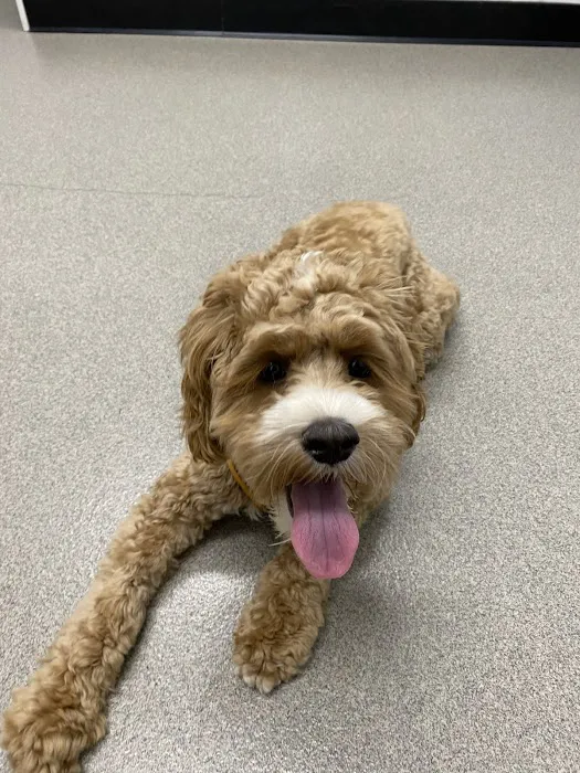 Porter Square Veterinarian Picture 5
