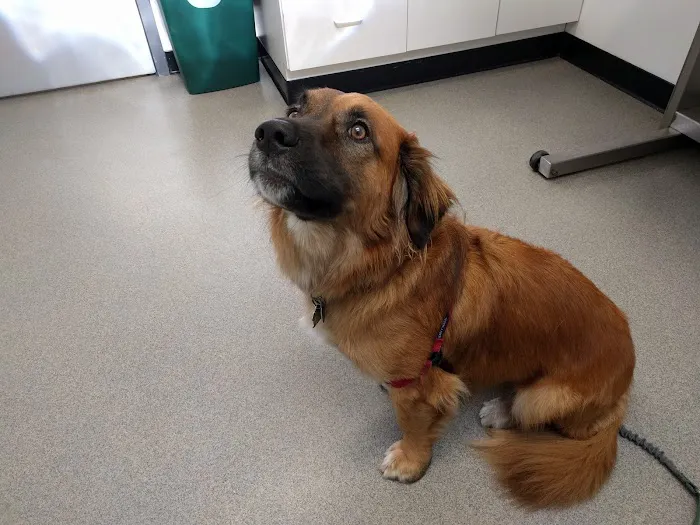 Porter Square Veterinarian Picture 6