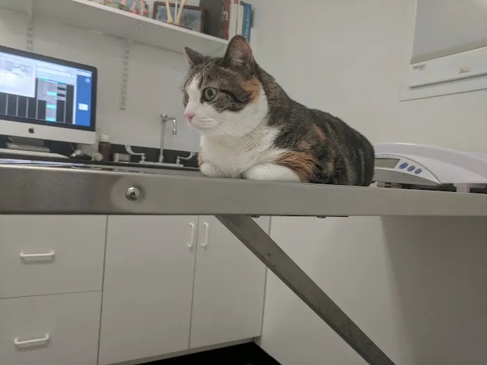 Porter Square Veterinarian Picture 9