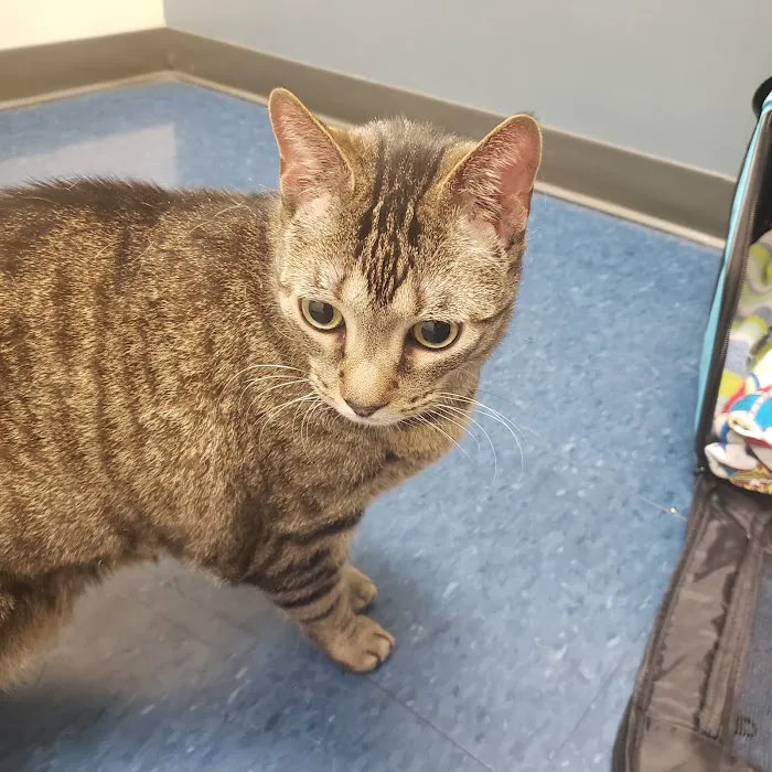 Somerville Veterinary Center Picture 10