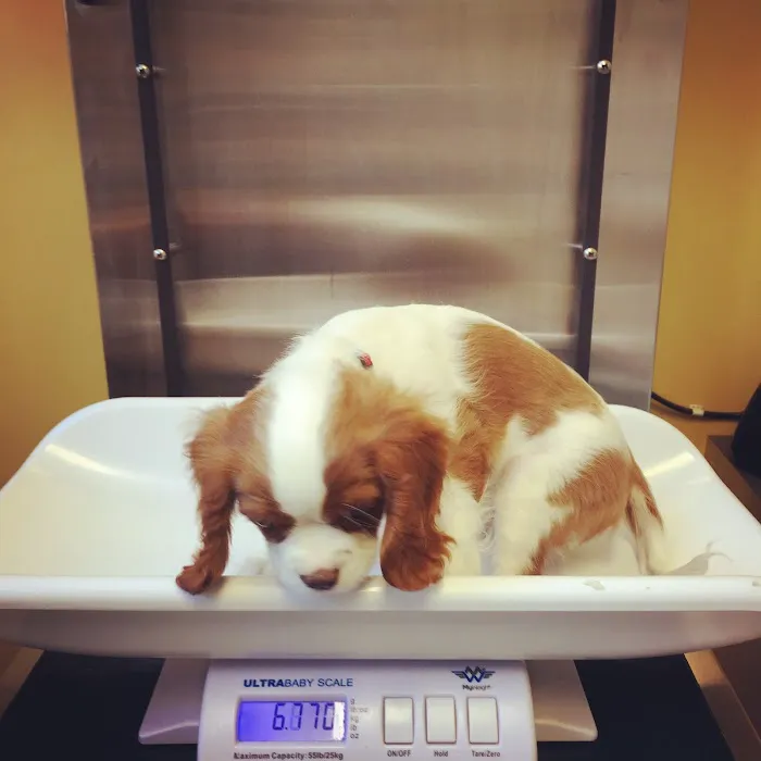 Huron Veterinary Hospital Picture 2