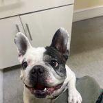 Huron Veterinary Hospital